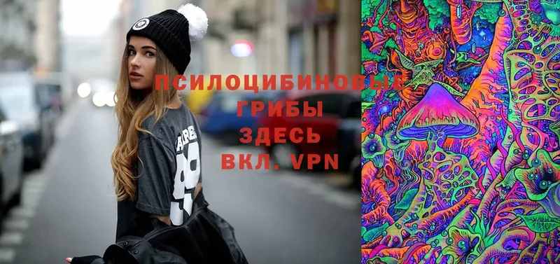 купить   Вяземский  Псилоцибиновые грибы Cubensis 